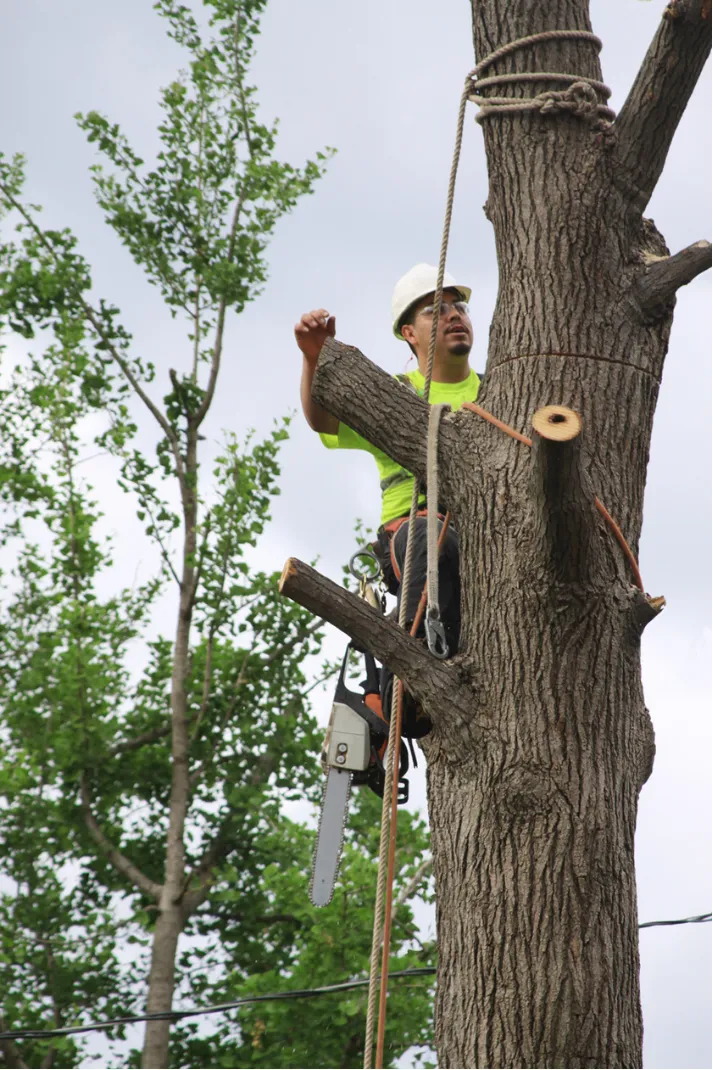   Common Tree-Related Issues | Truelove Tree Care