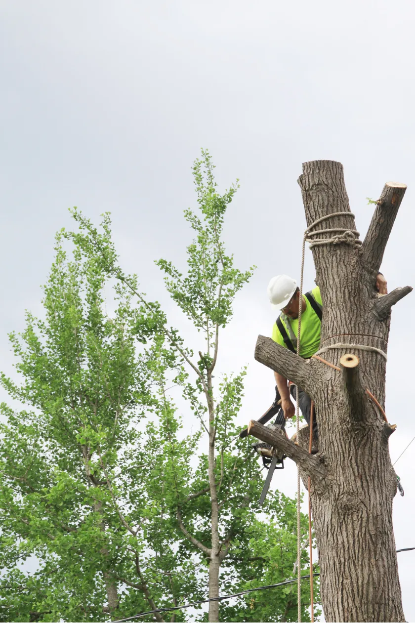 Why Choose Truelove Tree Care