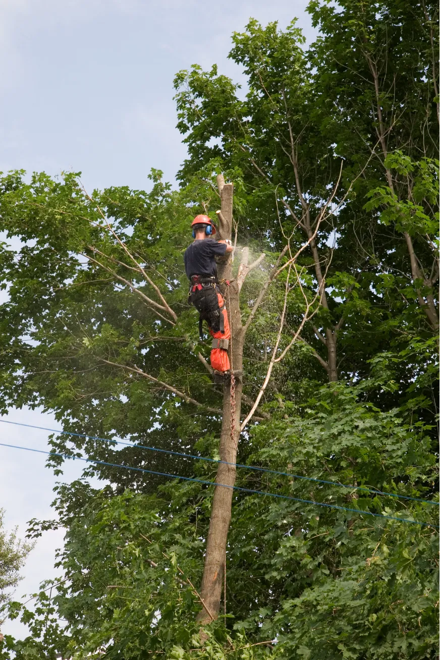 Why Choose Truelove Tree Care